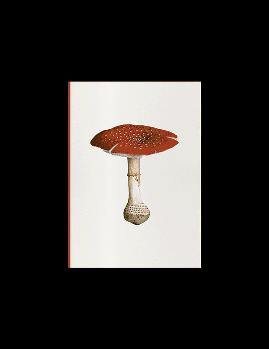 Fungi Journal Collection: Amanita Muscaria
