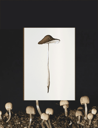 Fungi Journal Collection: Set of 3 notebooks