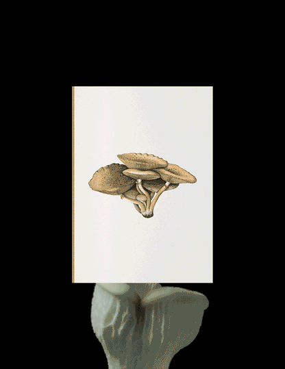 Fungi Journal Collection: Inocybe Pudica