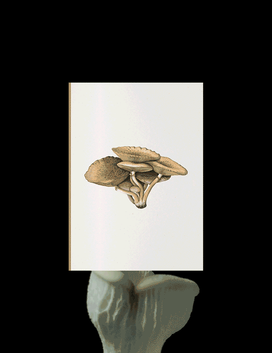 Fungi Journal Collection: Inocybe Pudica