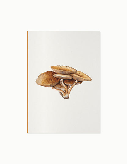 Fungi Journal Collection: Inocybe Pudica